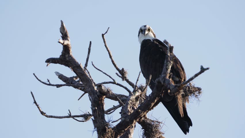 Osprey perched atop a dead tree limb under a clear blue sky, surveying the area below