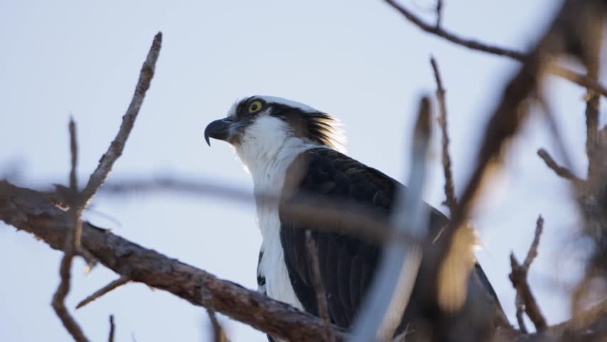 Close-up of an osprey perched on a bare tree branch, framed against a pale sky