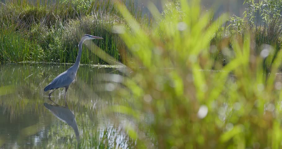 A great blue heron stands quietly in a lush marsh, surrounded by tall grasses and calm reflections