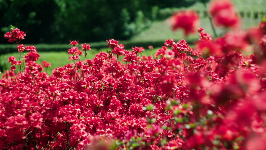 Kirishima Azalea, Red Azalea Flowers Blooming in Spring