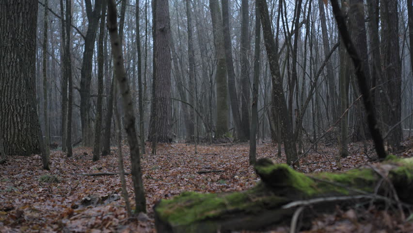 Man Hiking with Axe Through Autumn Forest, A man with a backpack and axe trekking through a misty, leaf-covered forest in late autumn.