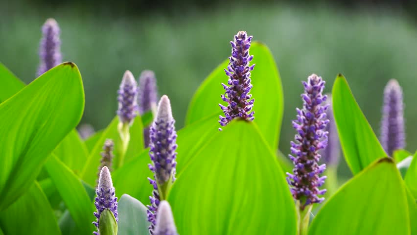 Purple flowers blooming in lush greenery during warm spring afternoon under clear blue sky near tranquil pond