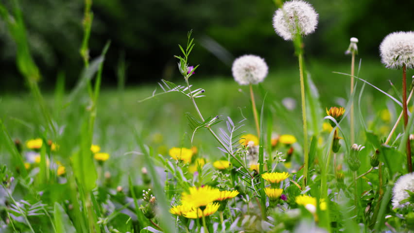 Spring Weeds and Wild Flowers Background