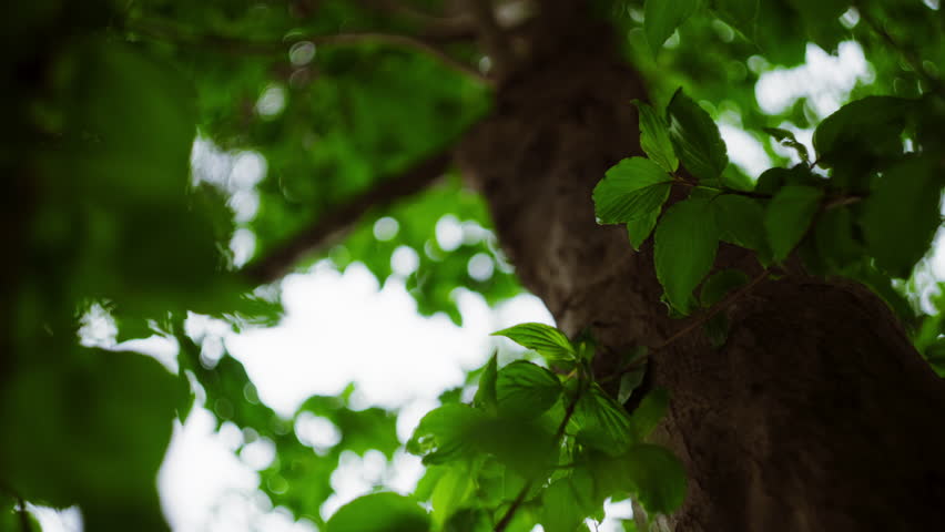 Low Angle Shot of Tree and Green Leaves