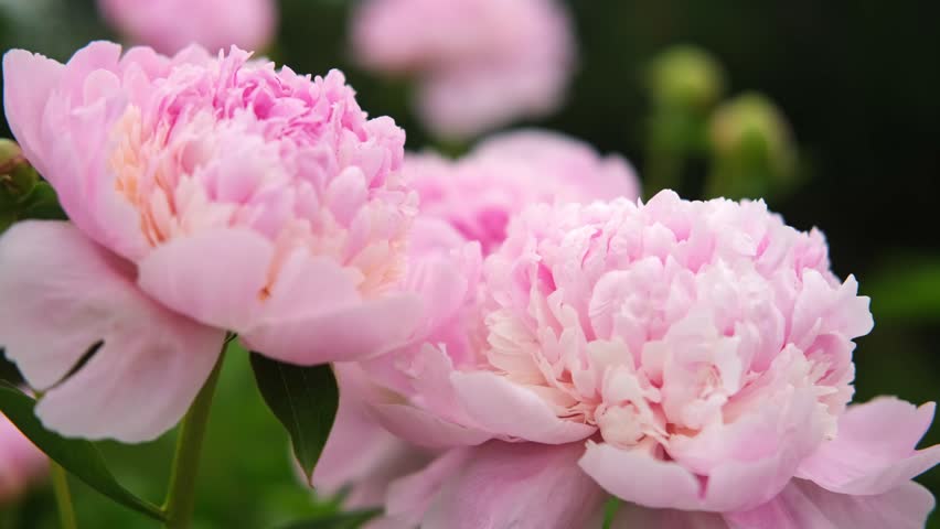 Pink peony growing, blurred leaves background. Gently fresh flower bush. Gardening, landscaping. Plant Nurse Ad. Backdrop for product promote. Flower shop. Green home garden. Landscape design. Path