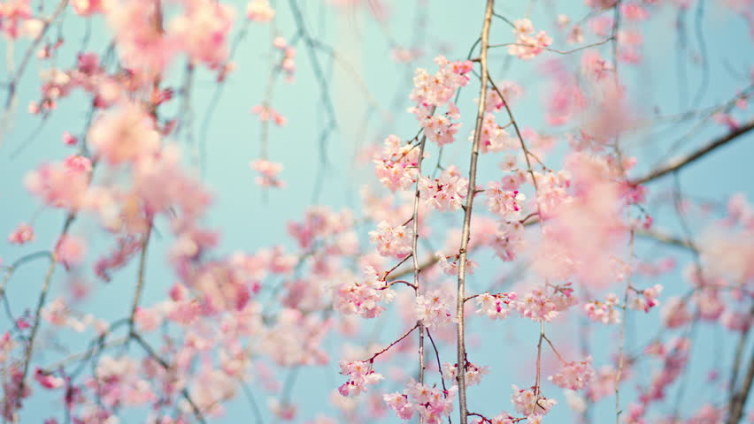 Closeup pink Sakura flowers cherry blossom in full bloom in spring, Sakura blossoming season in Japan, Beautiful nature spring background with a branch of blooming sakura