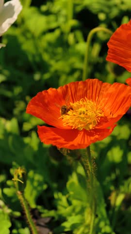 Slow Motion Honeybee Pollinating Vibrant Orange Poppy Flower in Sunny Garden. The scene captures the delicate movements of the bee's wings and the intricate details of the blooming flower. Vertical 4K