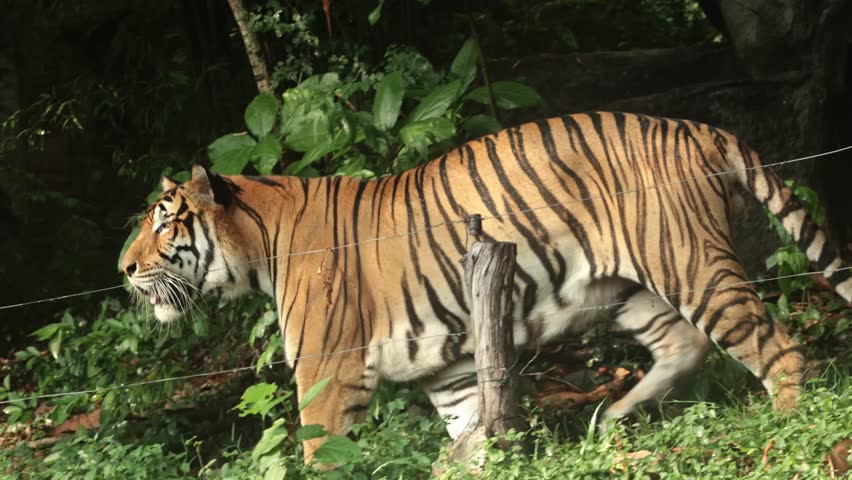 A Bengal tiger walks back and forth in its enclosure, partially concealed by lush greenery with distinct orange and black striped fur contrasting the dense foliage