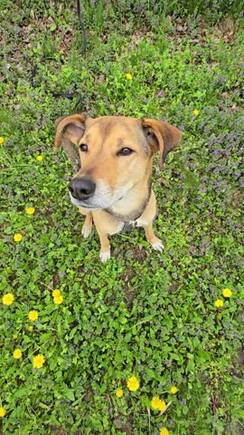 Funny mongrel dog sitting on green lawn with small wildflowers, looking directly at the camera. Top view, playful and charming summer moment with pet outdoors. mongrel dog with floppy ears portrait