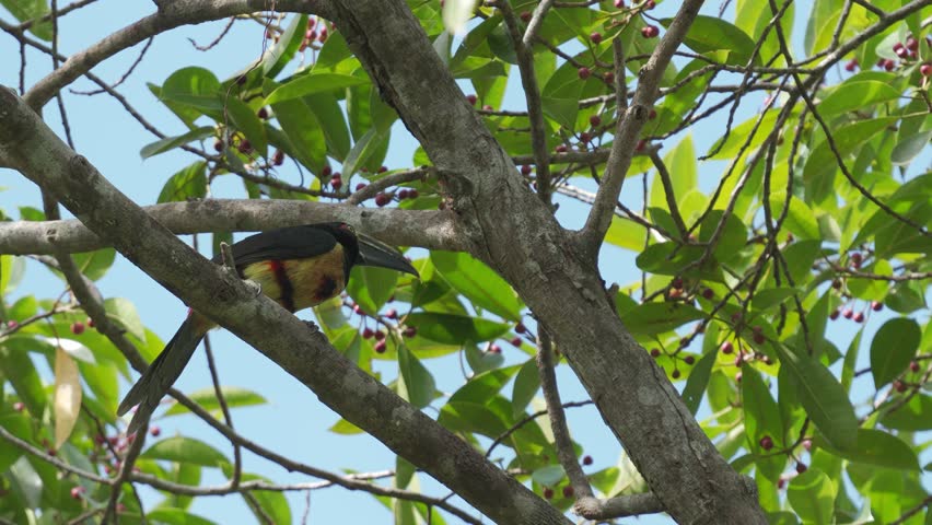 Collared Aracari (Pteroglossus torquatus) actively foraging among branches in search of seeds. Colorful tropical toucan behavior in its natural rainforest habitat.