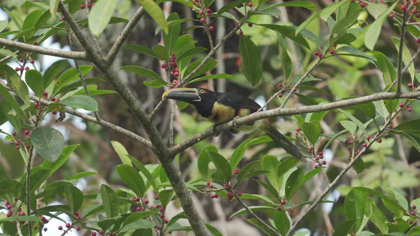 Collared Aracari (Pteroglossus torquatus) actively foraging among branches in search of seeds. Colorful tropical toucan behavior in its natural rainforest habitat.