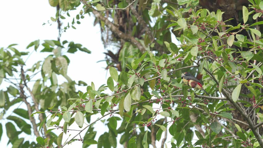 Collared Aracari (Pteroglossus torquatus) actively foraging among branches in search of seeds. Colorful tropical toucan behavior in its natural rainforest habitat.