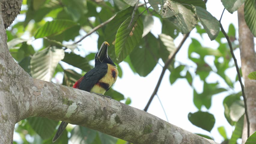 Collared Aracari (Pteroglossus torquatus) perched on a tree branch, feeding on bright red seeds in its tropical habitat. Colorful toucan behavior in the wild.