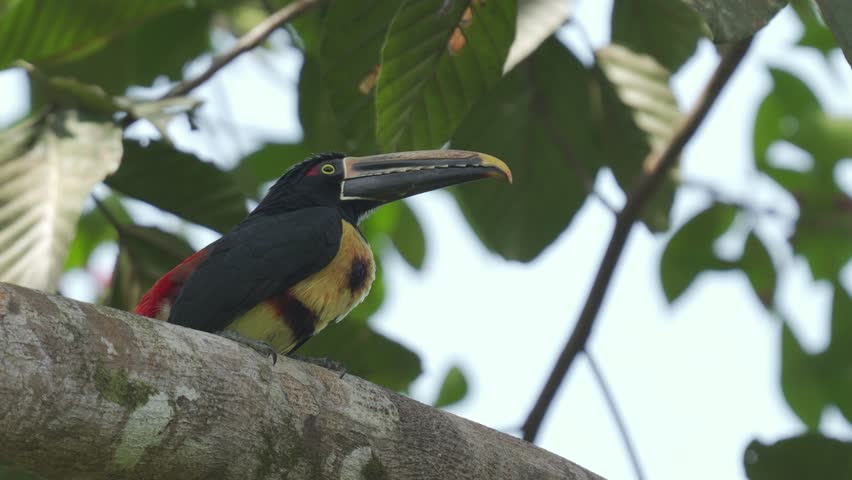 Collared Aracari (Pteroglossus torquatus) perched on a tree branch, feeding on bright red seeds in its tropical habitat. Colorful toucan behavior in the wild.