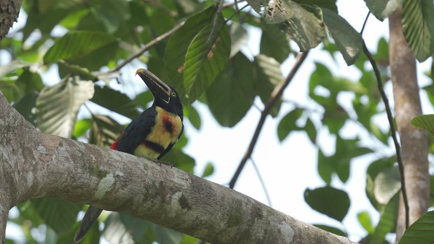 Collared Aracari (Pteroglossus torquatus) perched on a tree branch, feeding on bright red seeds in its tropical habitat. Colorful toucan behavior in the wild.