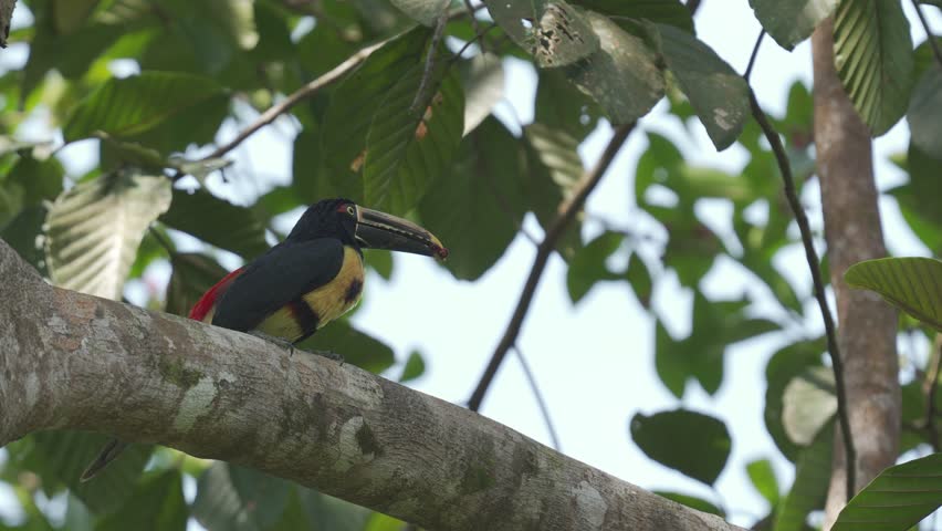 Collared Aracari (Pteroglossus torquatus) perched on a tree branch, feeding on bright red seeds in its tropical habitat. Colorful toucan behavior in the wild.