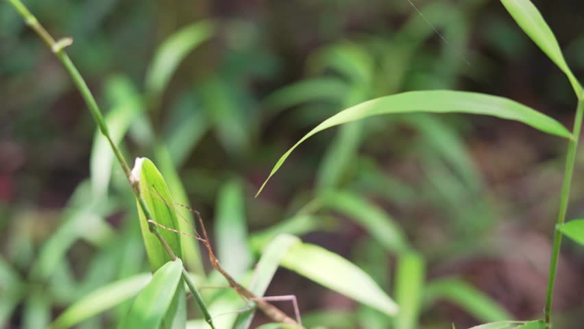 A stick bug sits on a plant in Daintree Rainforest in the sunlight. High quality 4k footage