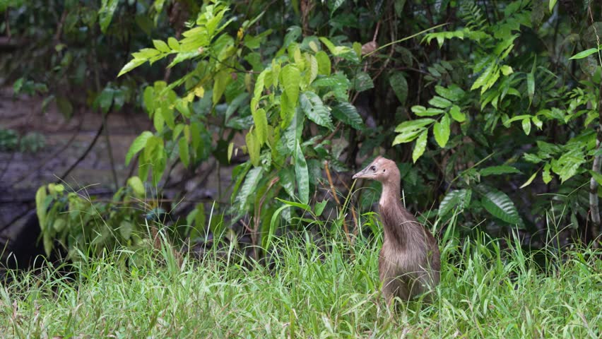 A baby cassowary chick with its father in the Daintree Rainforest of Queensland Australia. High quality 4k footage