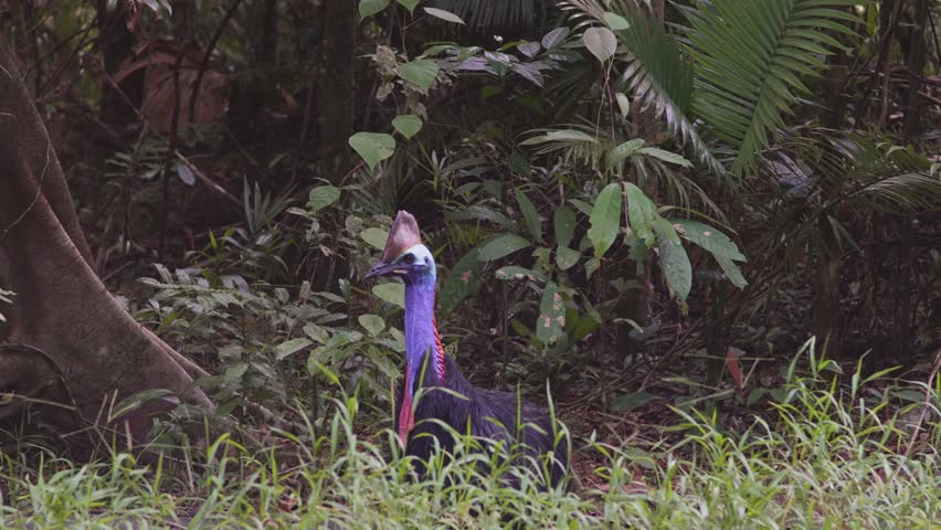 A cassowary in the Daintree Rainforest of Queensland Australia. High quality 4k footage