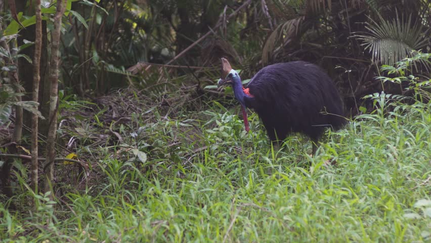 A cassowary in the Daintree Rainforest of Queensland Australia. High quality 4k footage