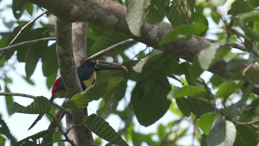 Collared Aracari (Pteroglossus torquatus) perched on a tree branch, feeding on bright red seeds in its tropical habitat. Colorful toucan behavior in the wild.