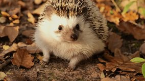 Hedgehog in autumn forest close-up. Cute funny hedgehog in autumn leaves. 4k footage - Powered by Shutterstock - Get 15% off with code: PIKWIZARD15