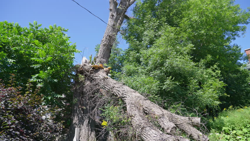 Hurricane damages large tree in residential area in aftermath of storm