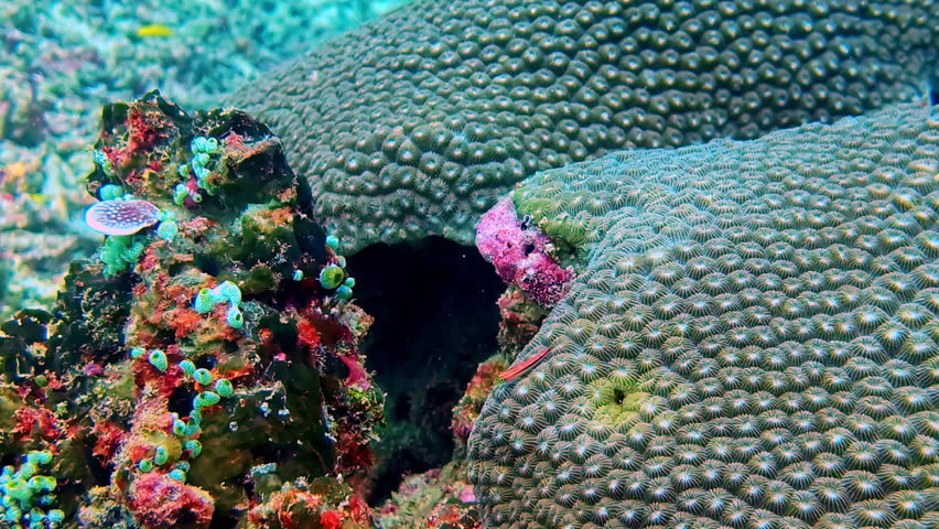 Colorful coral reef life with sponges and algae, captured in extreme close-up view
