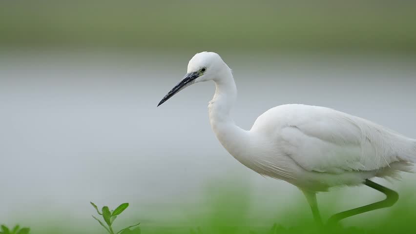 A beautiful white heron stands poised on a verdant bank beside a calm waterway.