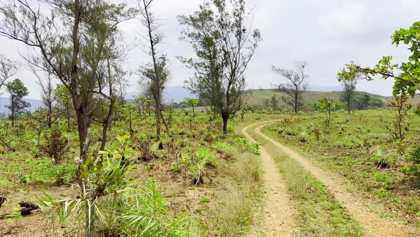 Forest track and Forest Park