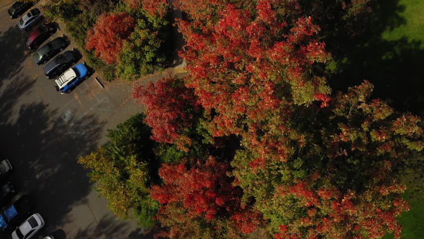 Aerial: Drone Top Forward Shot Of Person Walking Under Autumn Trees In Park On Sunny Day - Moscow, Idaho