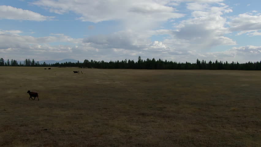 Aerial Backward Ascending Shot Of Herd Of Cow Grazing On Landscape Under Cloudy Sky - Rathdrum, Idaho