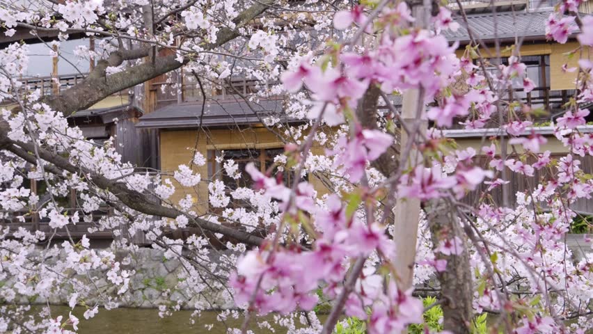 Incredible Sakura scenery at Shirakawa River in Kyoto