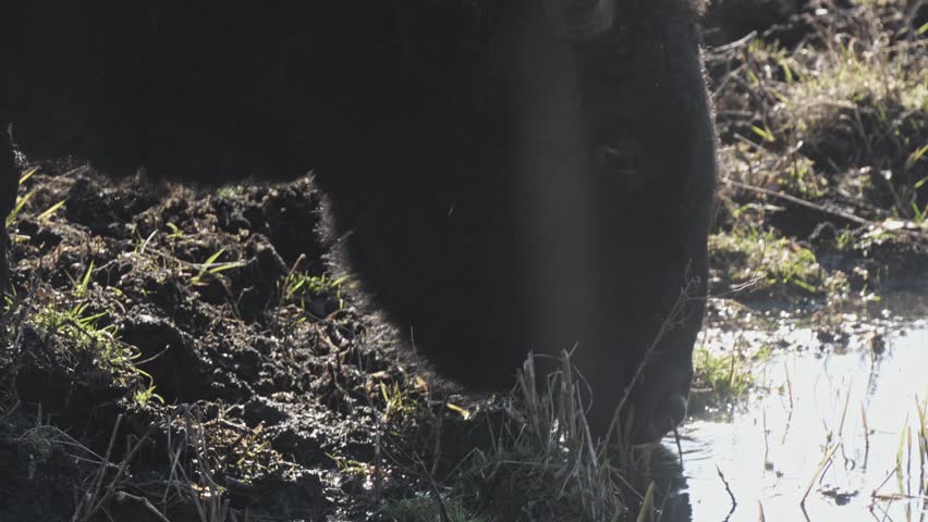 Żubroń drinking water from a pond in the countryside. Rare hybrid bison-cattle species. Wildlife close-up shot in rural farm setting with natural light. Perfect for documentaries and nature projects.