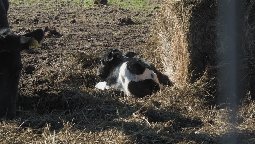 Black and white Holstein calf lying on straw in a sunny farmyard. Rural livestock scene with hay bales and cow. Ideal for dairy farming visuals, animal care footage, and agriculture projects.