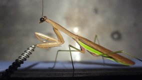 Macro view of a praying mantis investigating a coiled metal spring. Its sharp forelegs and focused eyes suggest curiosity and awareness, framed against a neutral background. - Powered by Shutterstock - Get 15% off with code: PIKWIZARD15