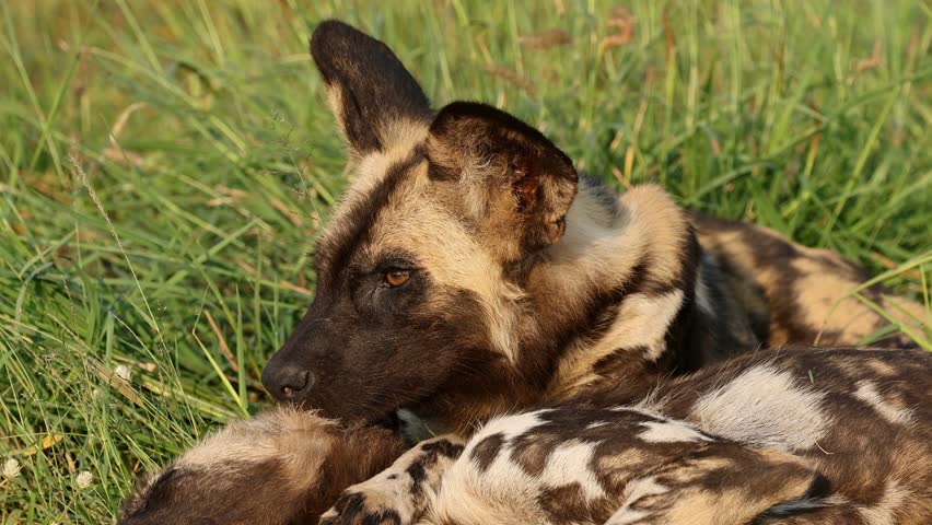 African wild dog or painted hunting dog (Lycaon pictus) resting in natural habitat, Madikwe game reserve, South Africa