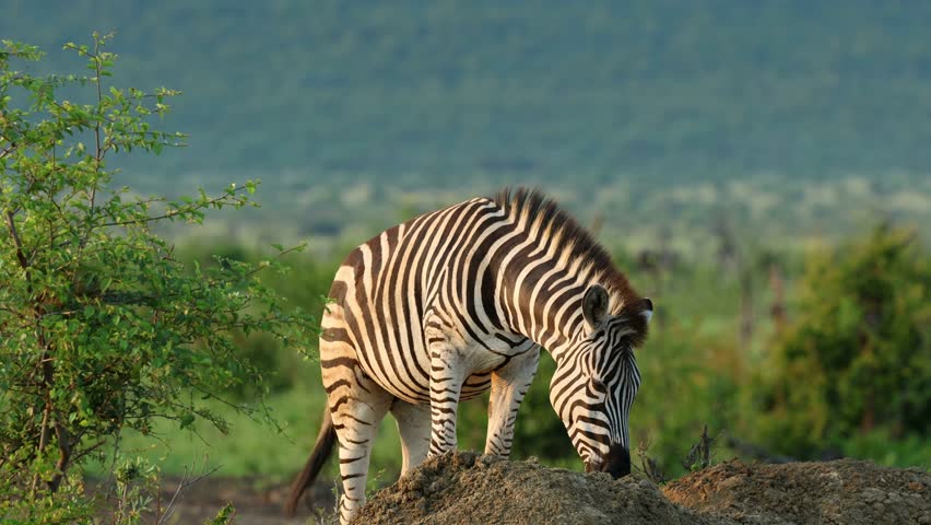 A plains zebra (Equus burchelli) in natural habitat, Madikwe game reserve, South Africa