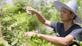 Middle-aged man wearing a blue wide-brimmed hat to protect himself from the sun is using pruning shears in a garden, with different poses and angles. Senior gardening concept. green garden background - Powered by Shutterstock - Get 15% off with code: PIKWIZARD15
