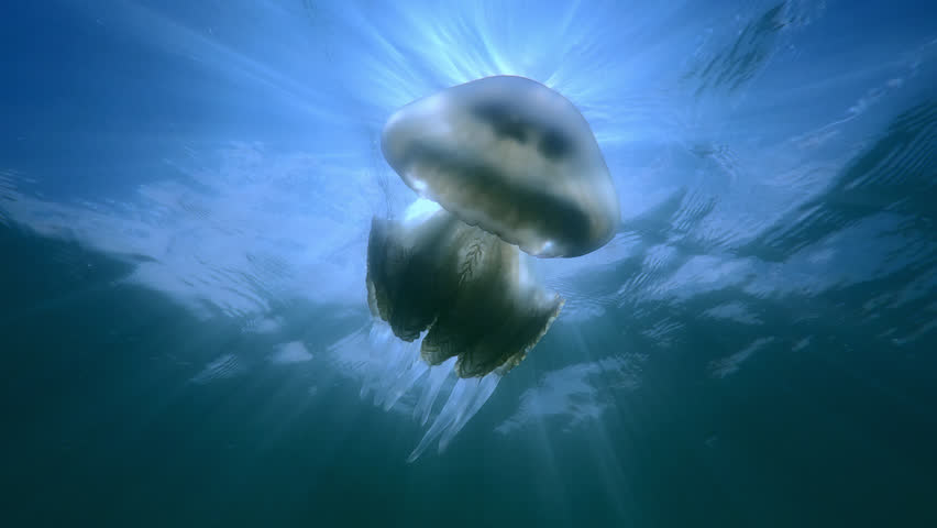 Bottom-up view of Jellyfish swimming below water surface under bright sunbeams on blue sky background, Backlit by sun, Slow motion, Barrel jellyfish (Rhizostoma pulmo) in dance sunburst