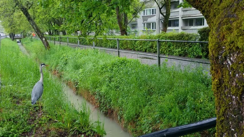 A grey heron stands beside the Stadtbach stream in the residential neighborhood of Bümpliz, Bern, a striking contrast between nature and the urban environment