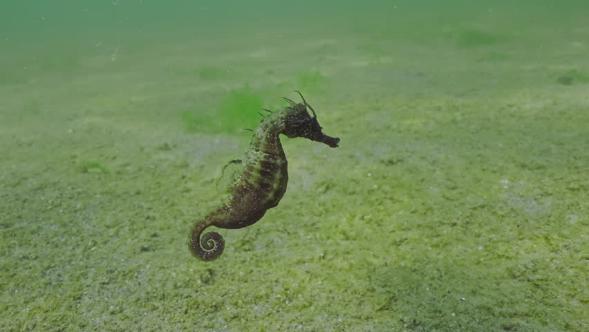 Close up of pregnant male Long Snouted Seahorse swims over sand seabed covered with colonial form of blue-green algae, Slow motion
