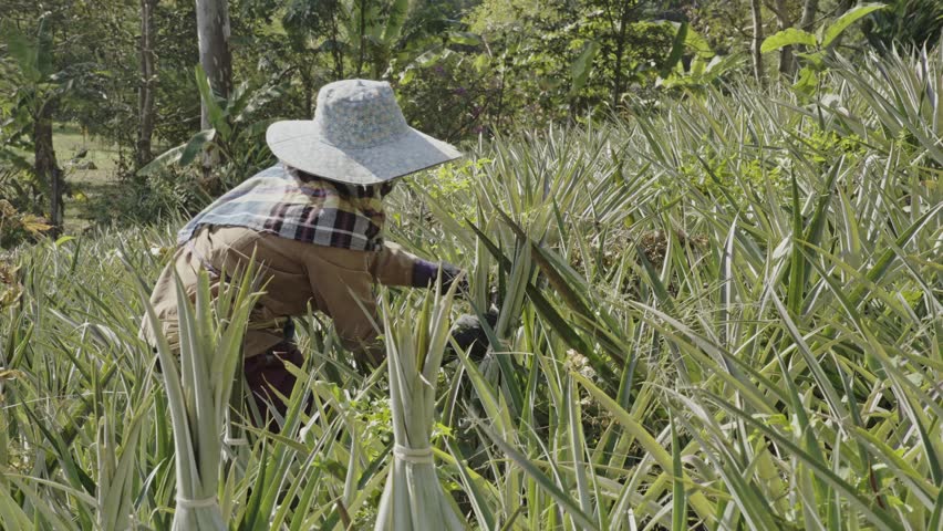A farmer carefully ties pineapple leaves around the fruit, shielding them from the harsh sunlight to ensure the pineapples ripen perfectly in the tropical heat. Chiang Rai. Thailand. 4k video footage