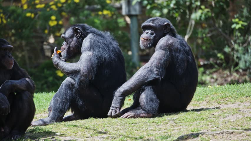 Chimpanzees sitting and interacting in zoo enclosure