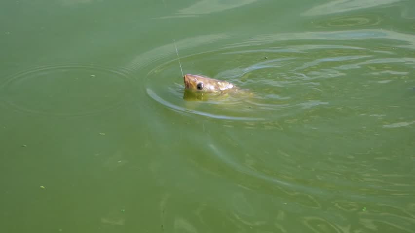 Fishing experience on Kasapska Ada lake near Novi Sad in Vojvodina province during a sunny day