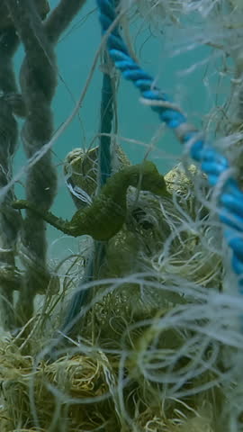 Vertical video, Green Seahorse sits in a lost fishing net, Slow motion. Green Sea horse on ghost gear that pollutes the Seas and Oceans