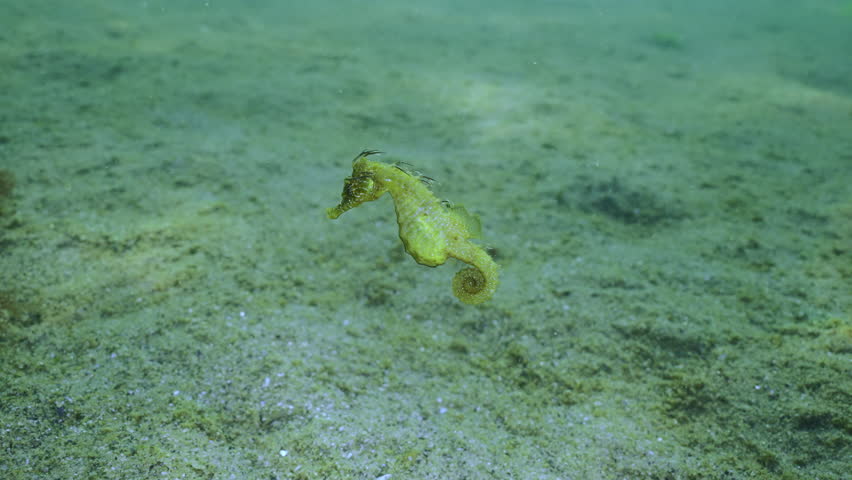 Close-up of beautiful Long Snouted Seahorse swimming over seabed covered with colonial form of blue-green algae, Slow motion