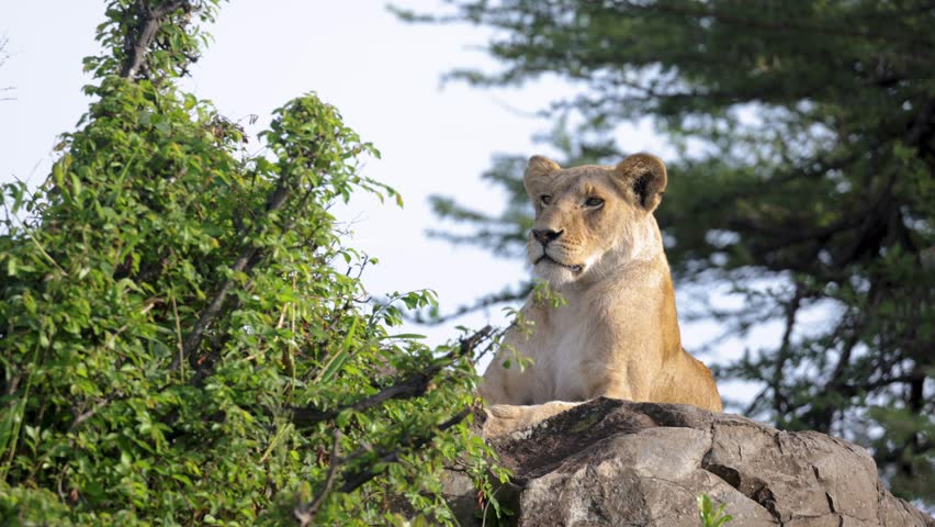 Lioness Resting on Rock Moving Head