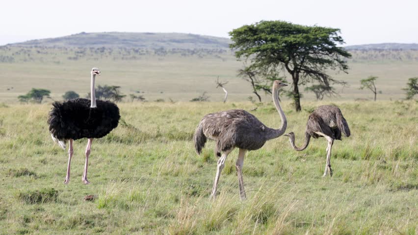 Three Ostriches with One Displaying Feathers