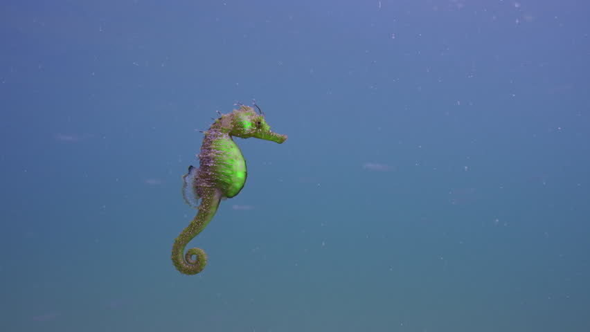 Close up of colorful Seahorse swims in blue water column and looking at camera, Slow motion, Long Snouted Seahorse (Hippocampus guttulatus)